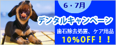 歯石除去　６月１日～７月末日