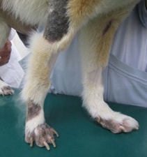 かまやち動物病院 千葉県成田市の犬 猫 フェレットの総合動物病院 トリミングやパピーパティー しつけ教室なども充実 皮膚科